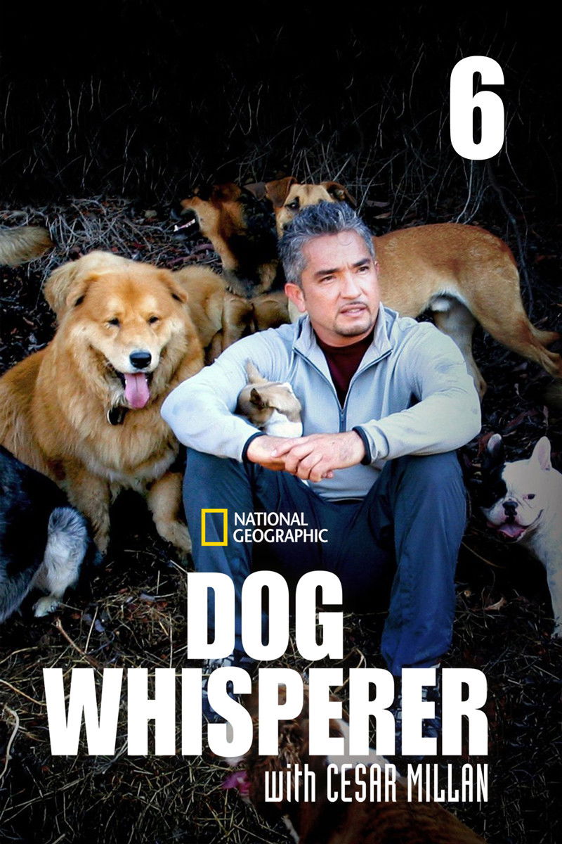 El Encantador de Perros