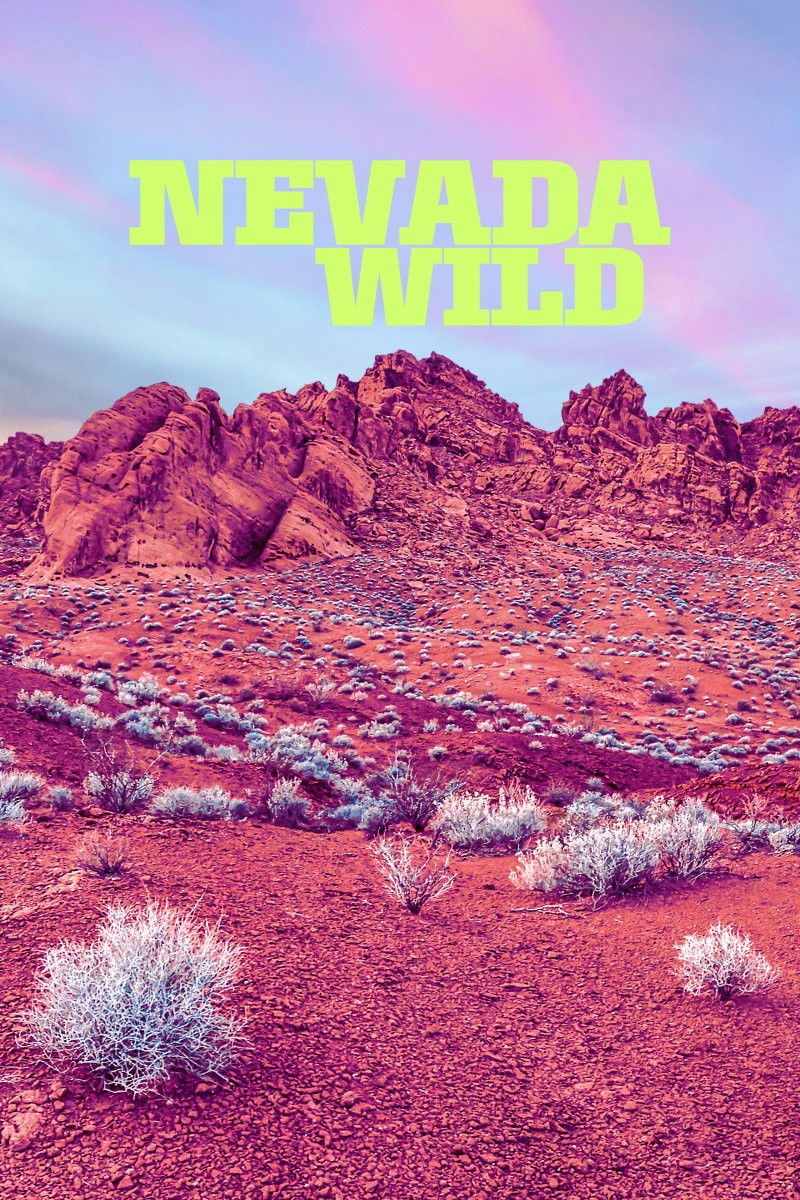 Nevada Wild