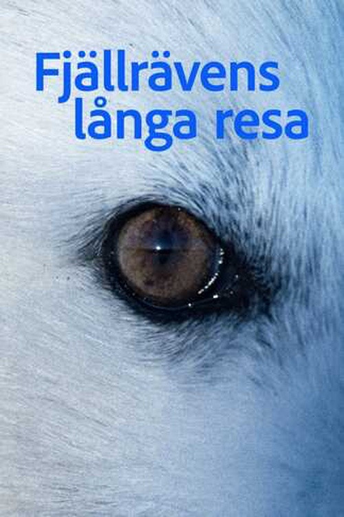 Fjällrävens långa resa