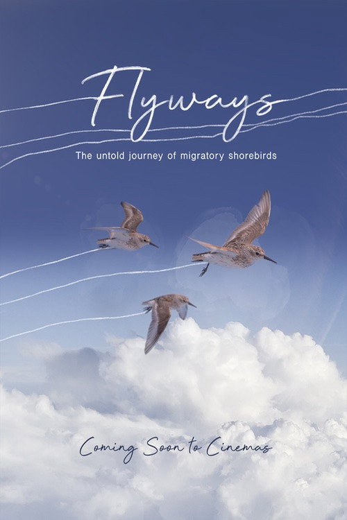 Flyways: the untold journey of migratory shorebirds