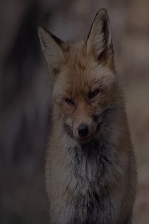 Wild Spain: A Tale of Two Brothers