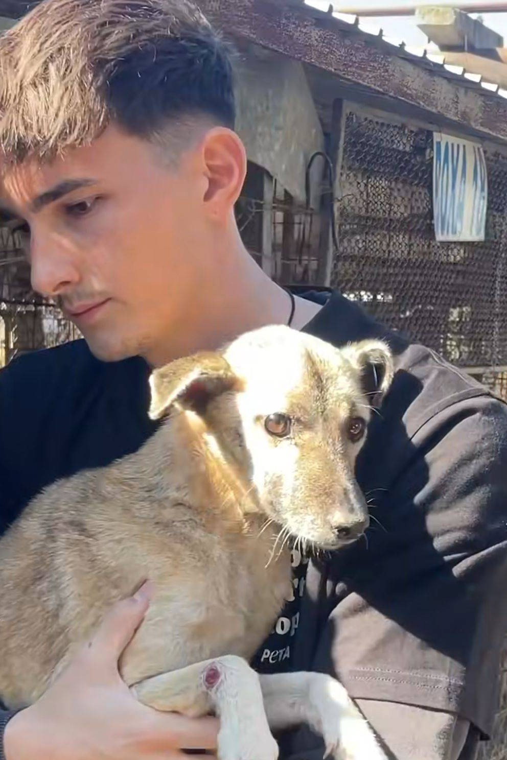 How to kill a puppy and get rich - Die Hunde Mafia