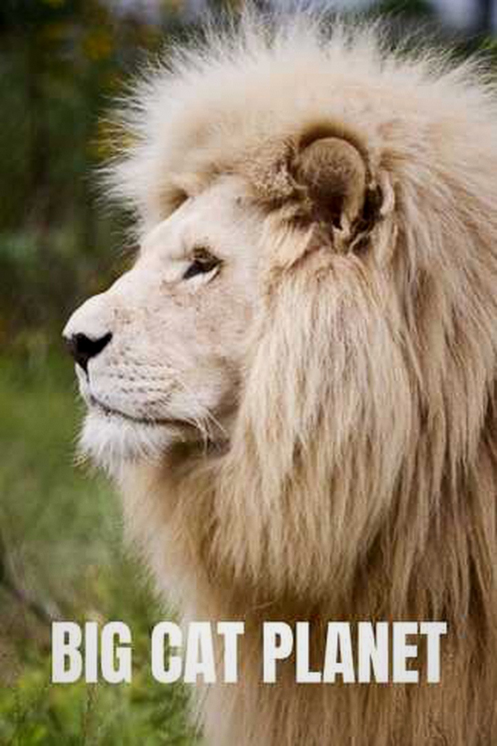 Big Cat Planet
