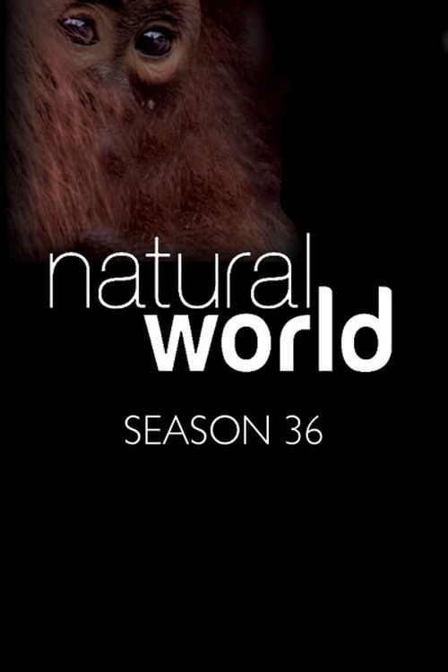 Mundo Natural