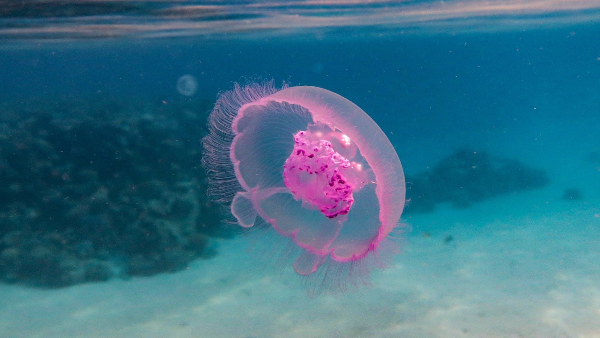 Visitante de plástico