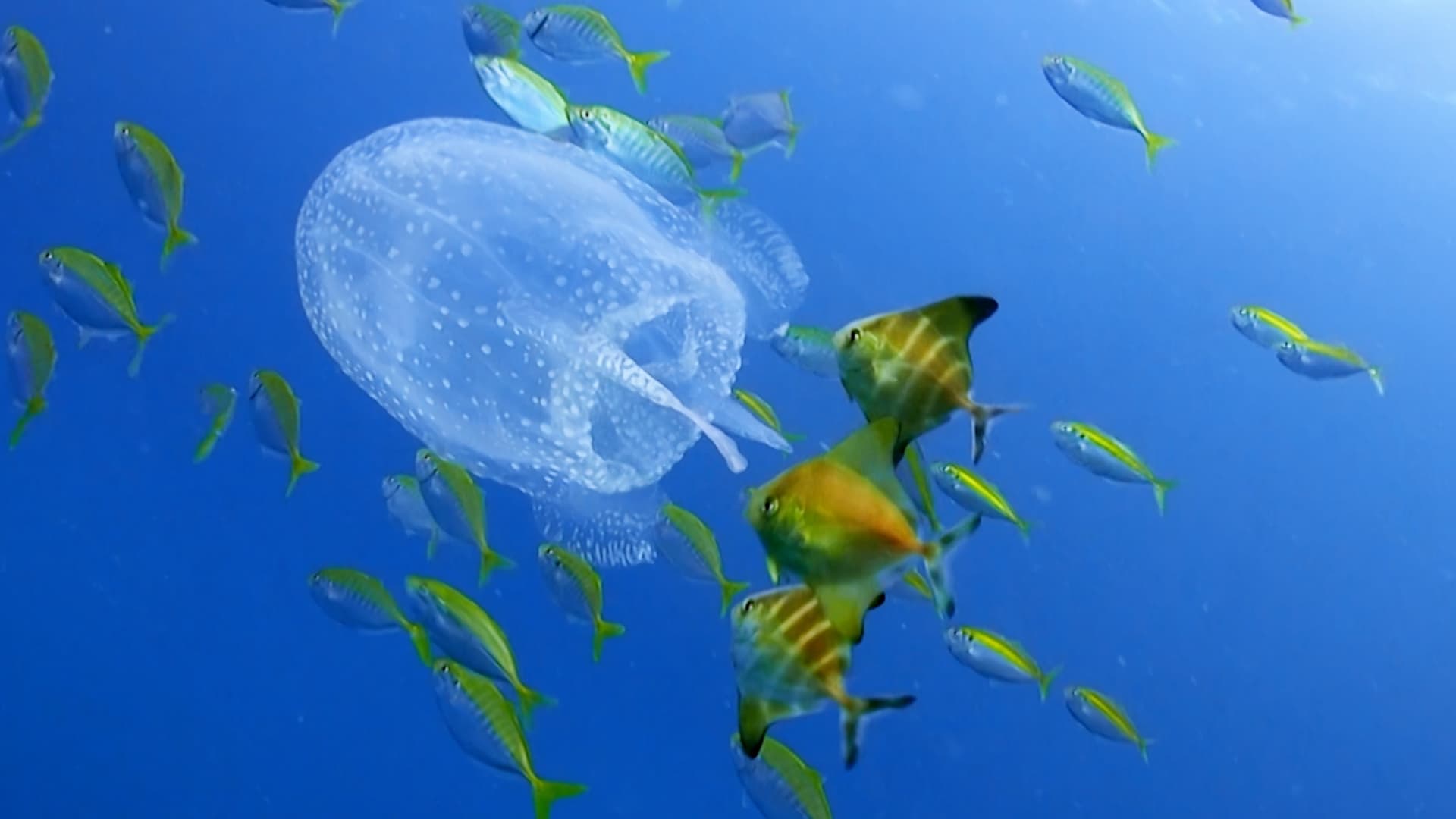 Exploradores Espaciales