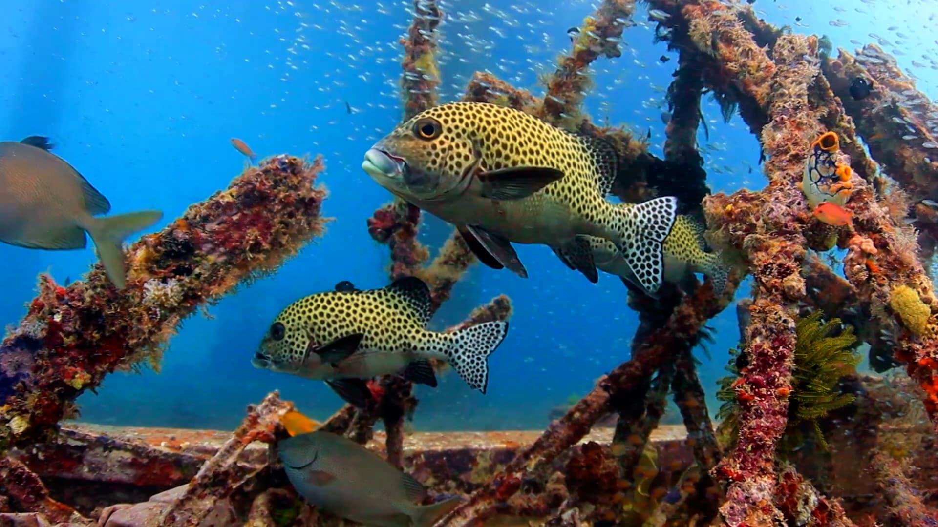 Aventura de Naufragio