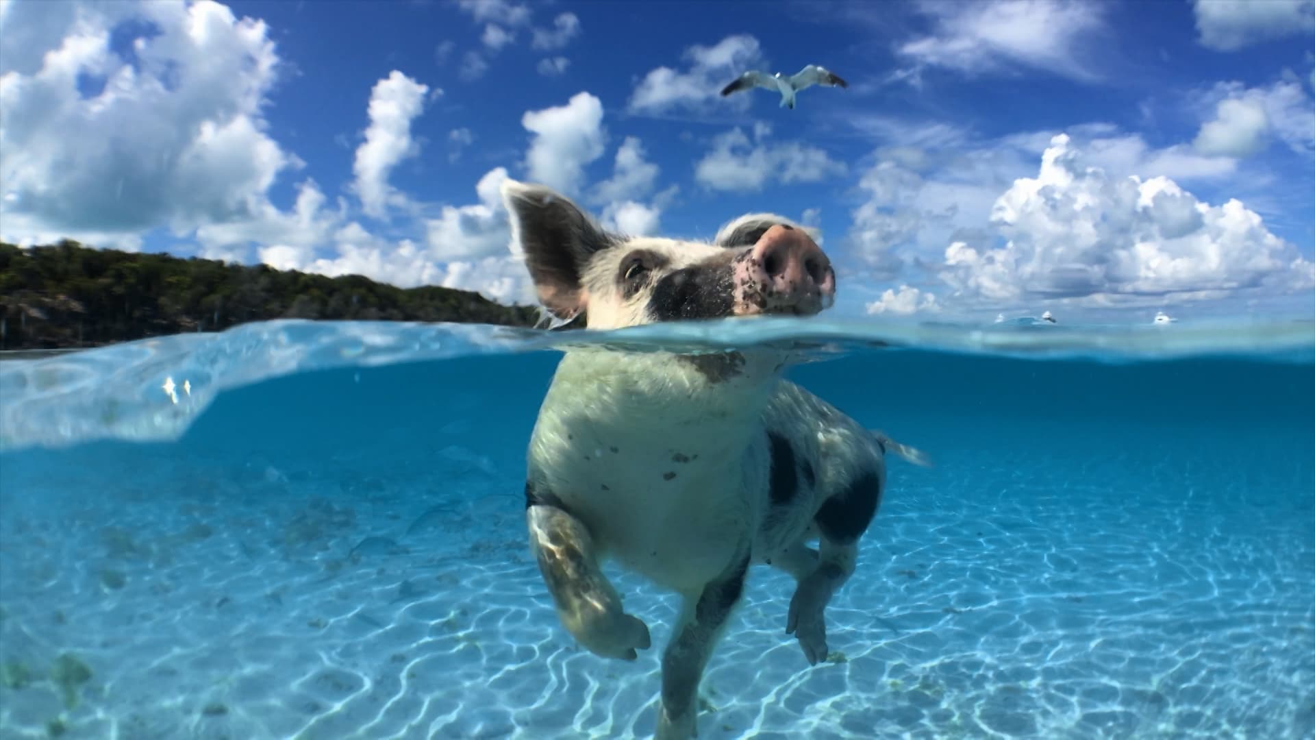 Carrera en la espalda
