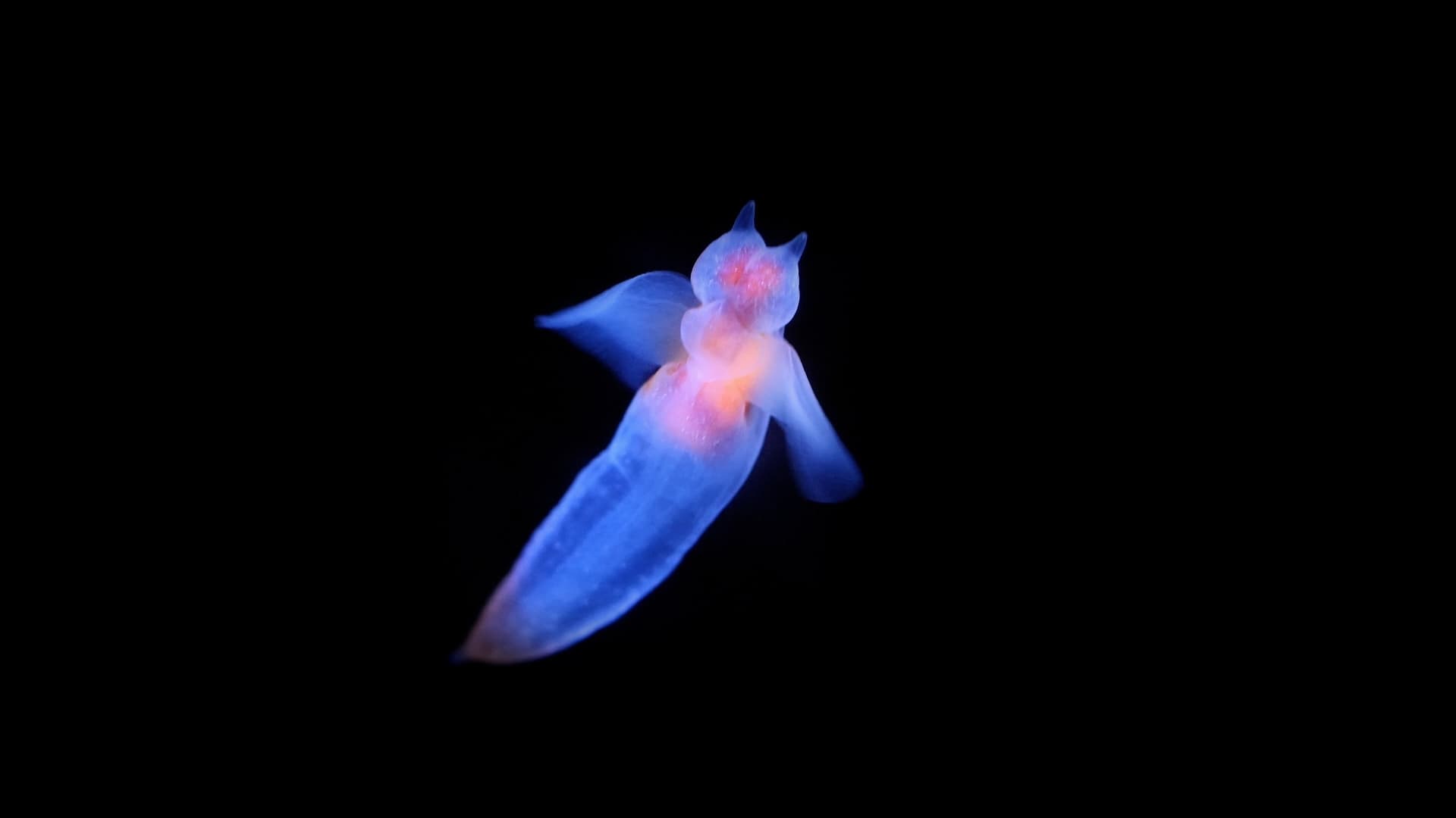 Hadas Resplandecientes