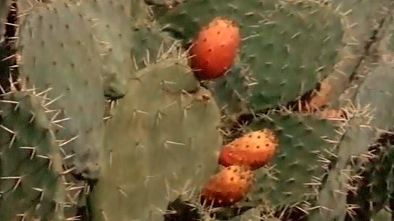Episodio 1