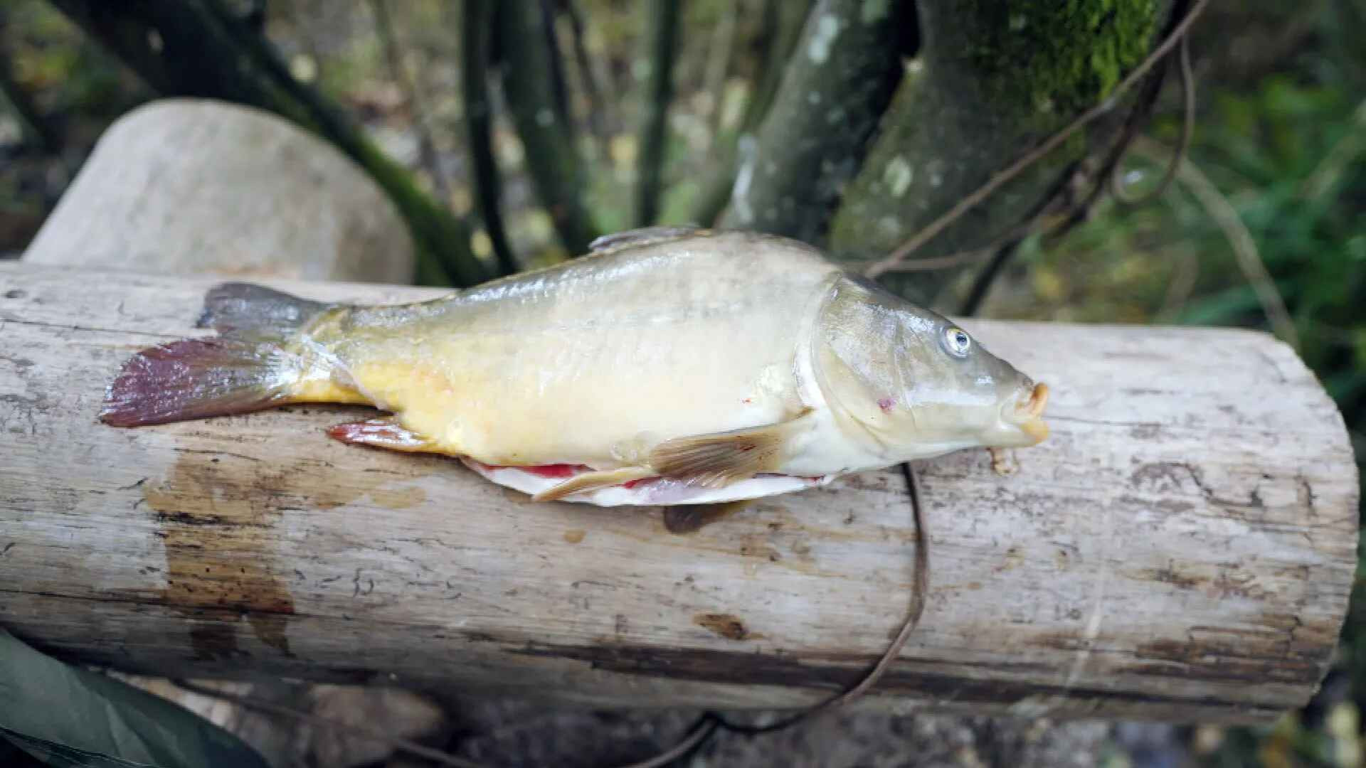 Episodio