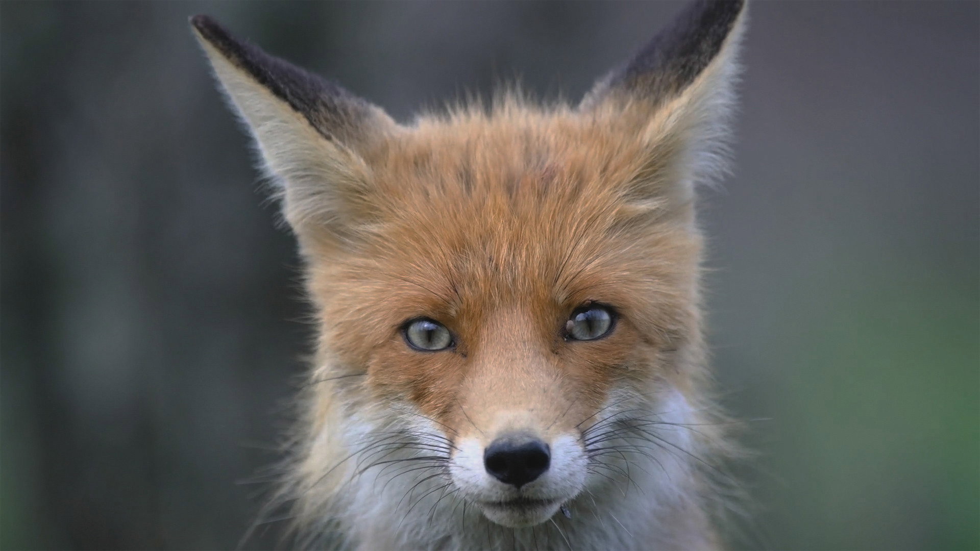 Episodio sin título