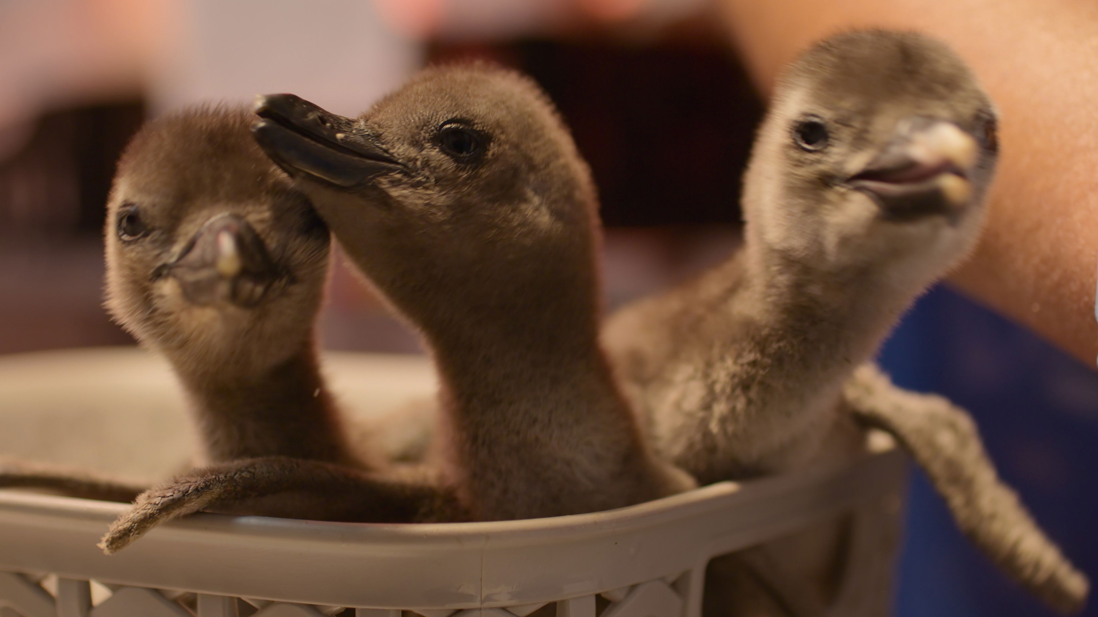 El polluelo Pingüino