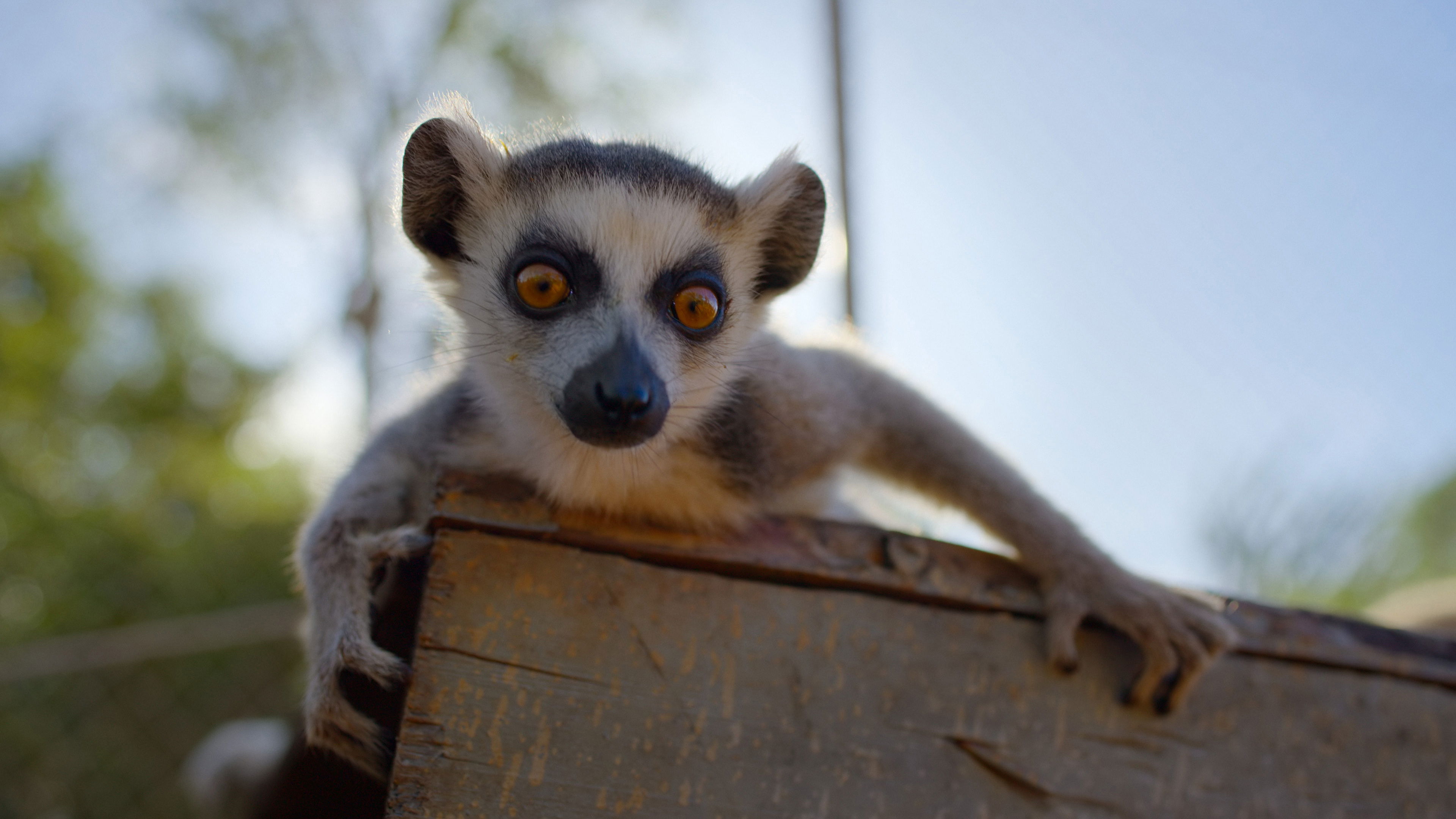 El cachorro de lémur