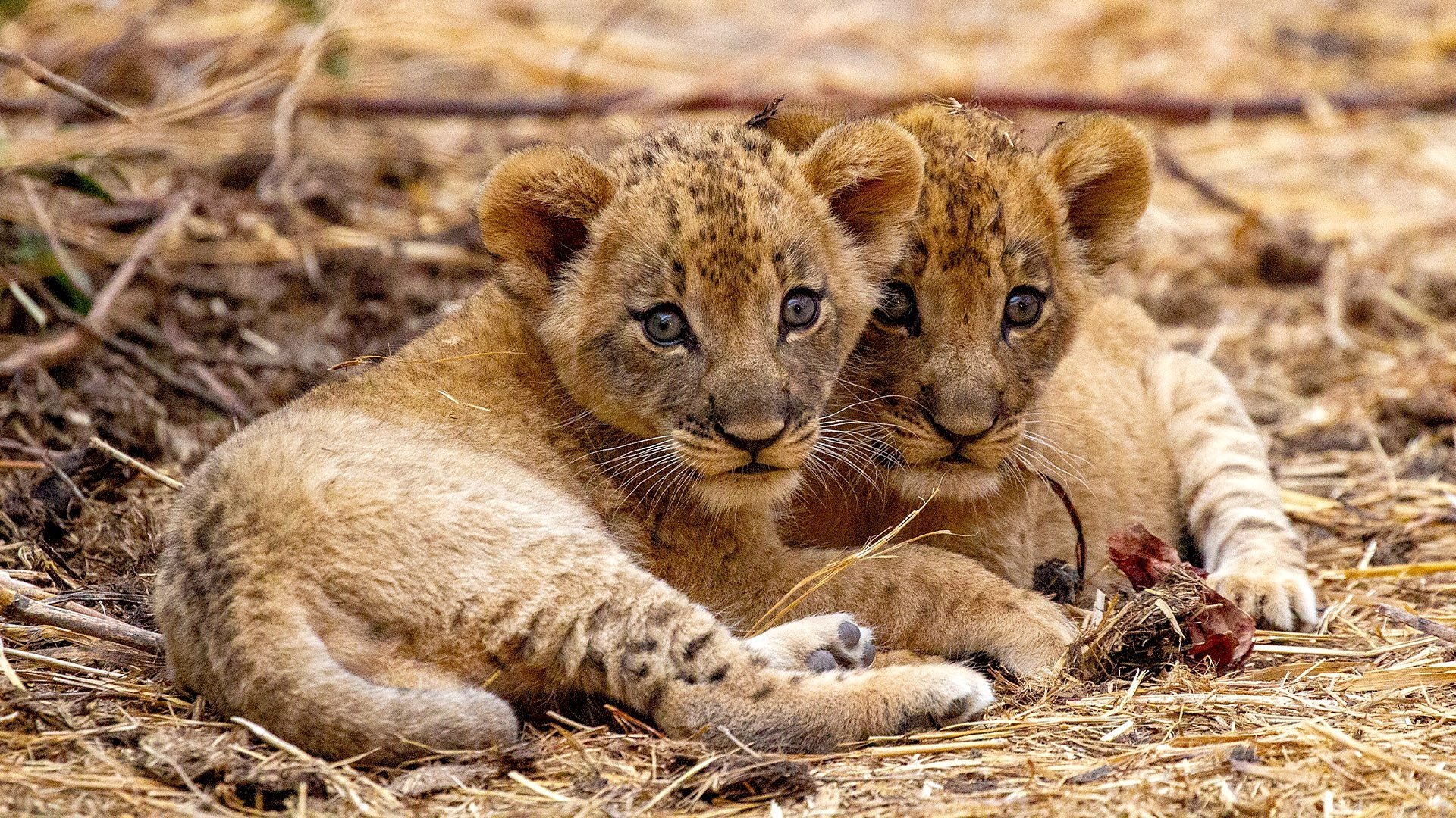 La caída de los leones