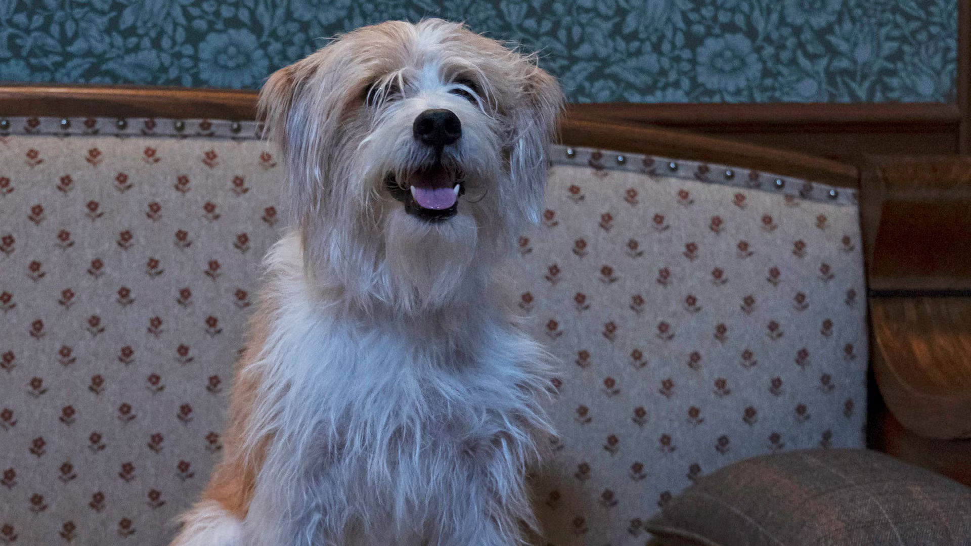 Cuidado con tus propios bubos