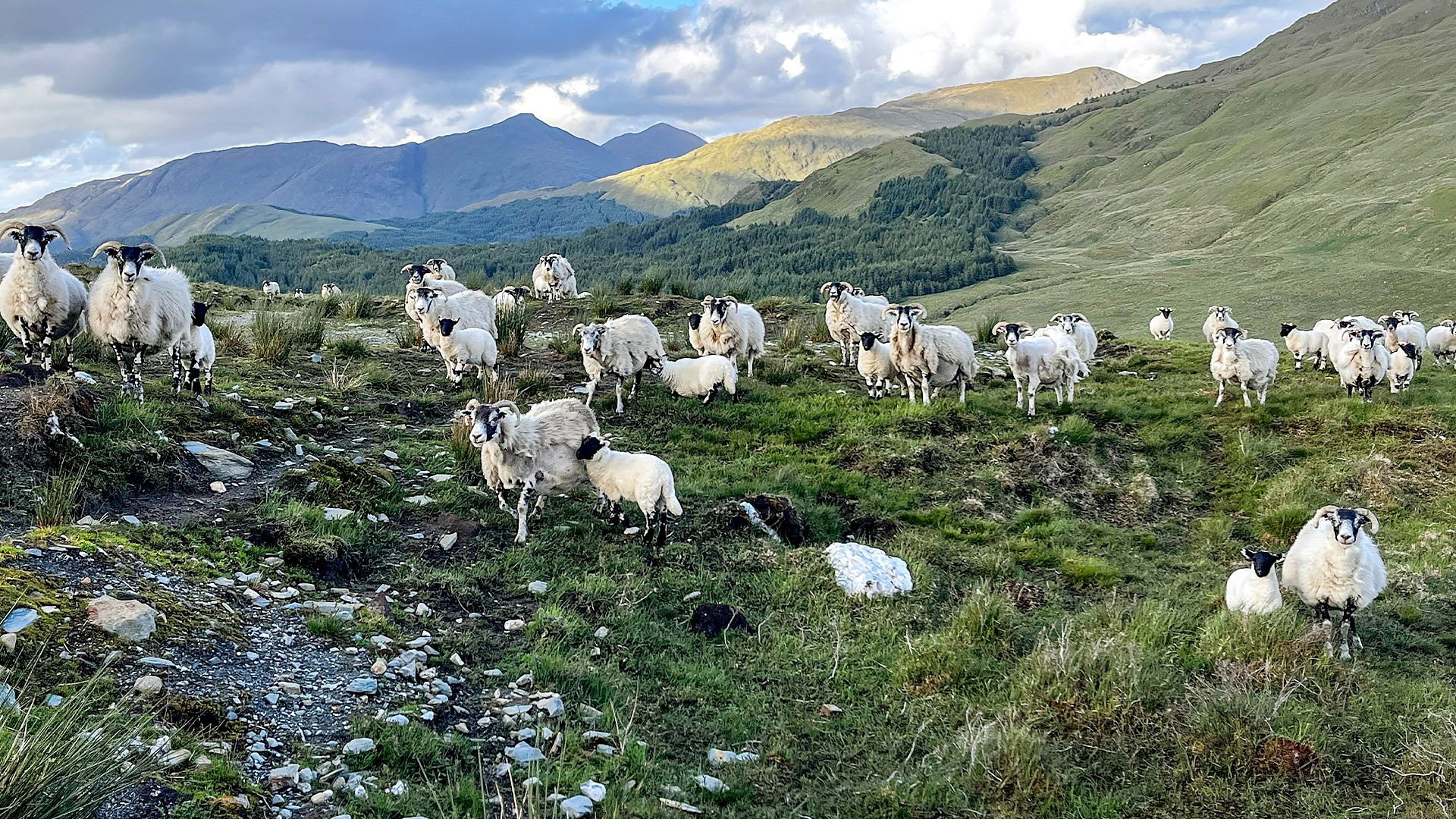 Aves descuidadas encontradas y llamas de alta montaña vistas desde el espacio