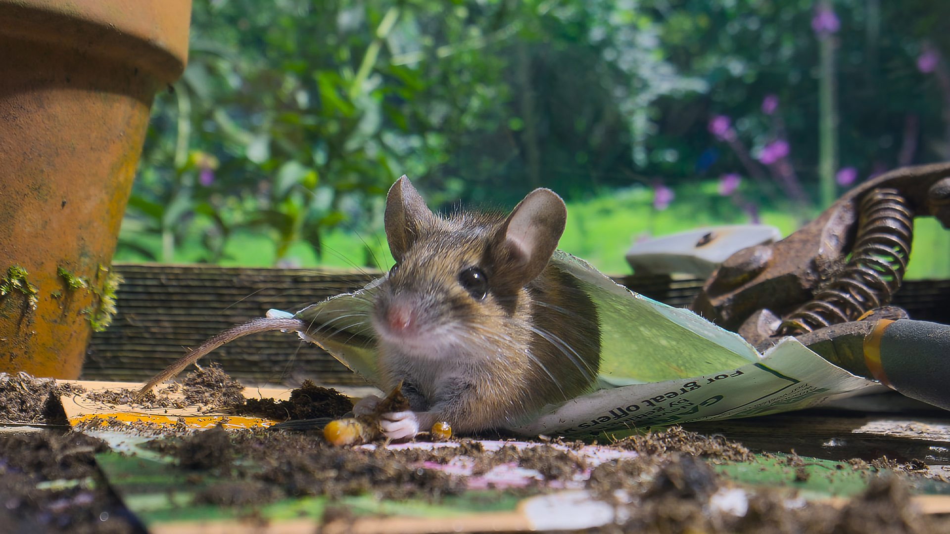 El Distrito de los Lagos