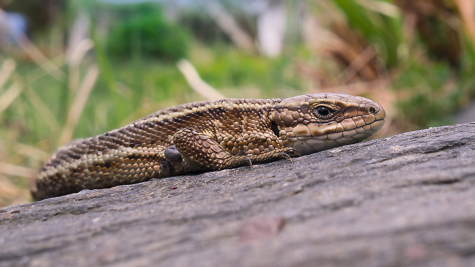 Episodio sin título