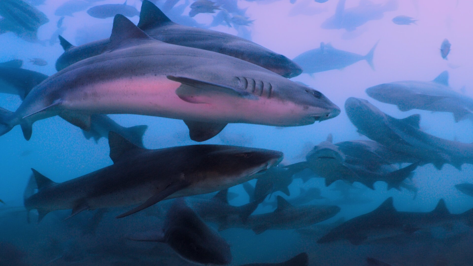 Episodio sin título
