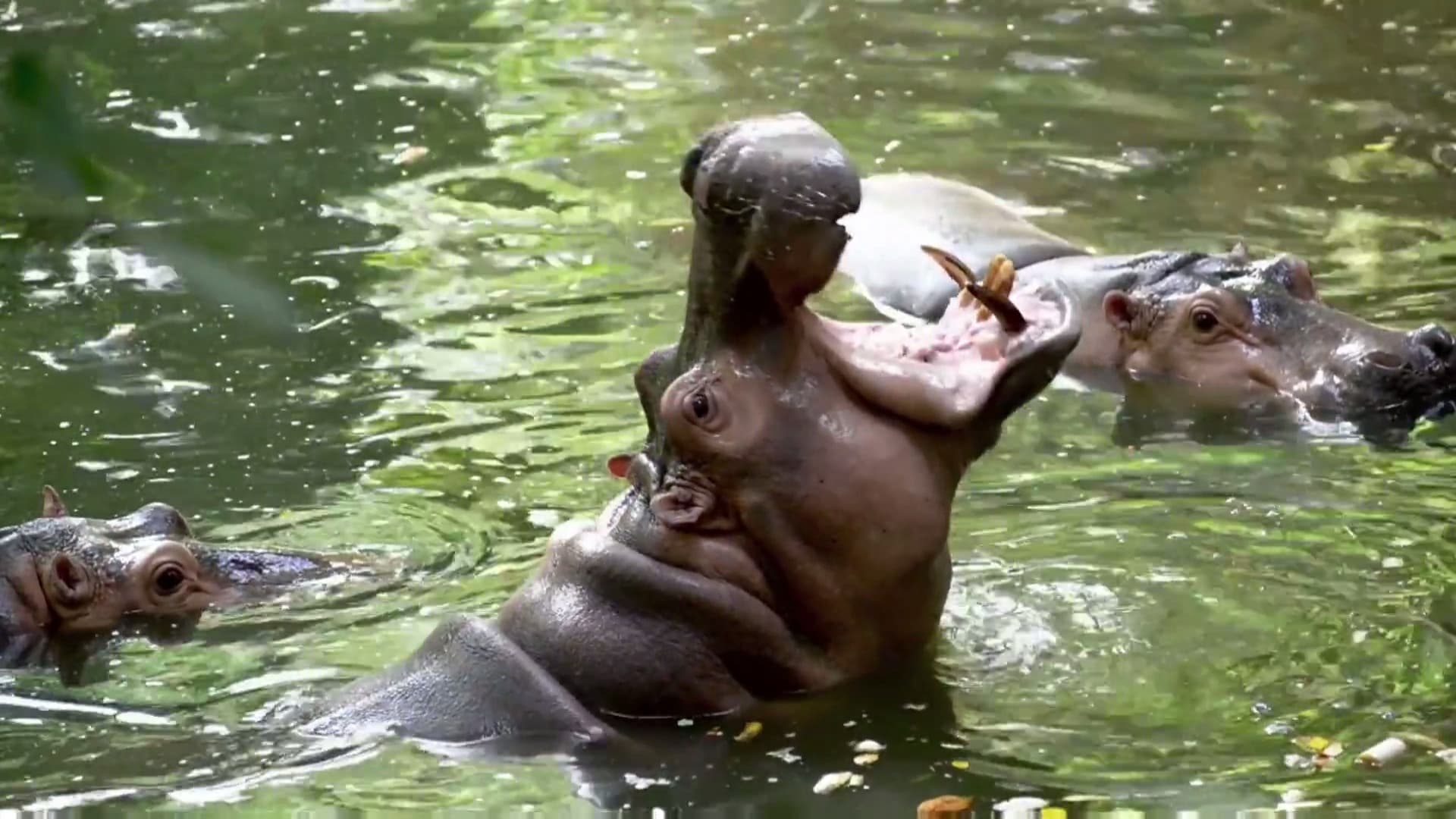 Special: Into the Wild