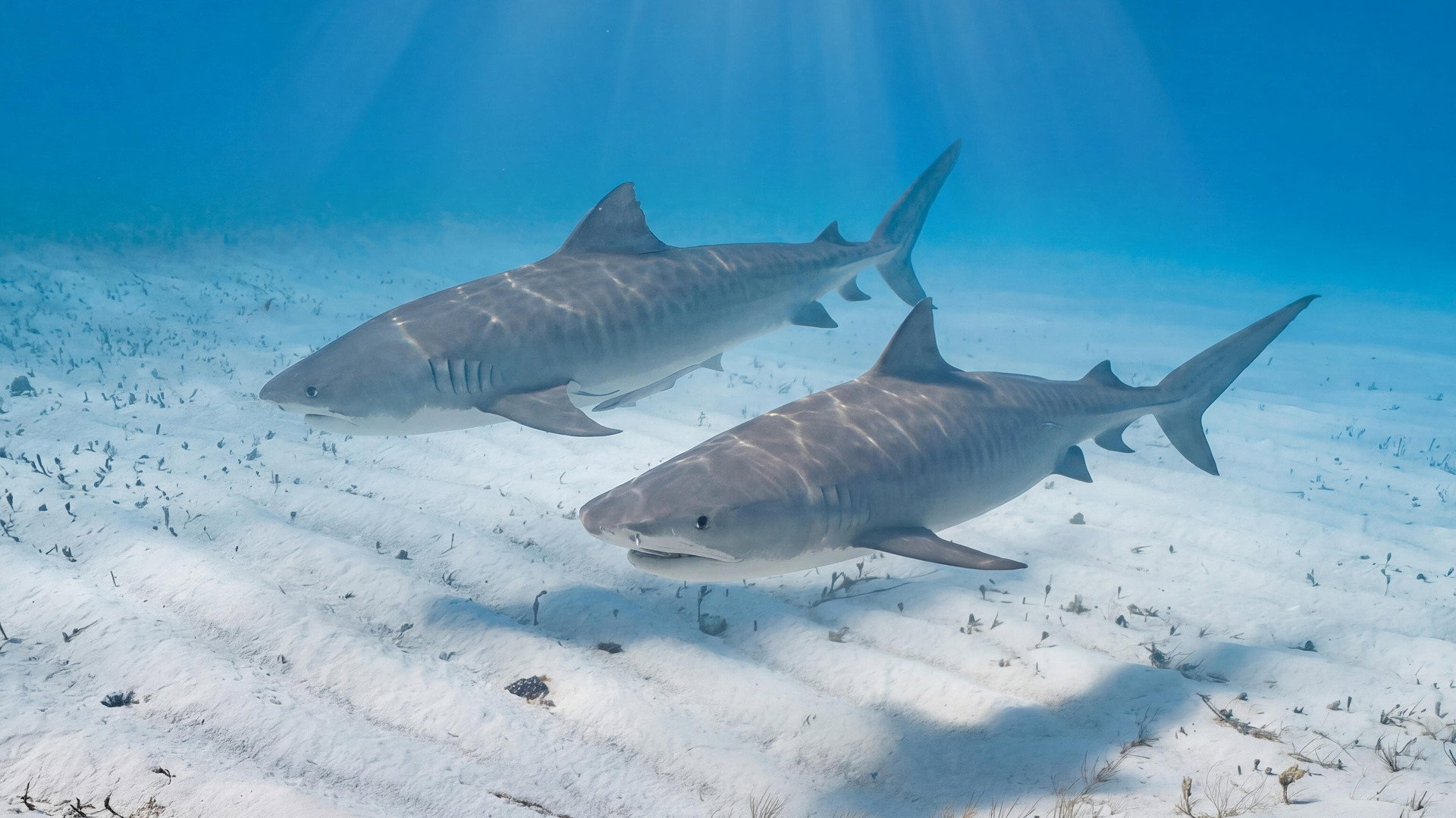 Buceando con tiburones tigre