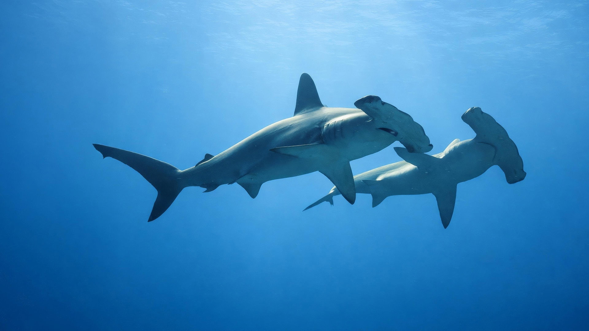 El acertijo de los tiburones martillo