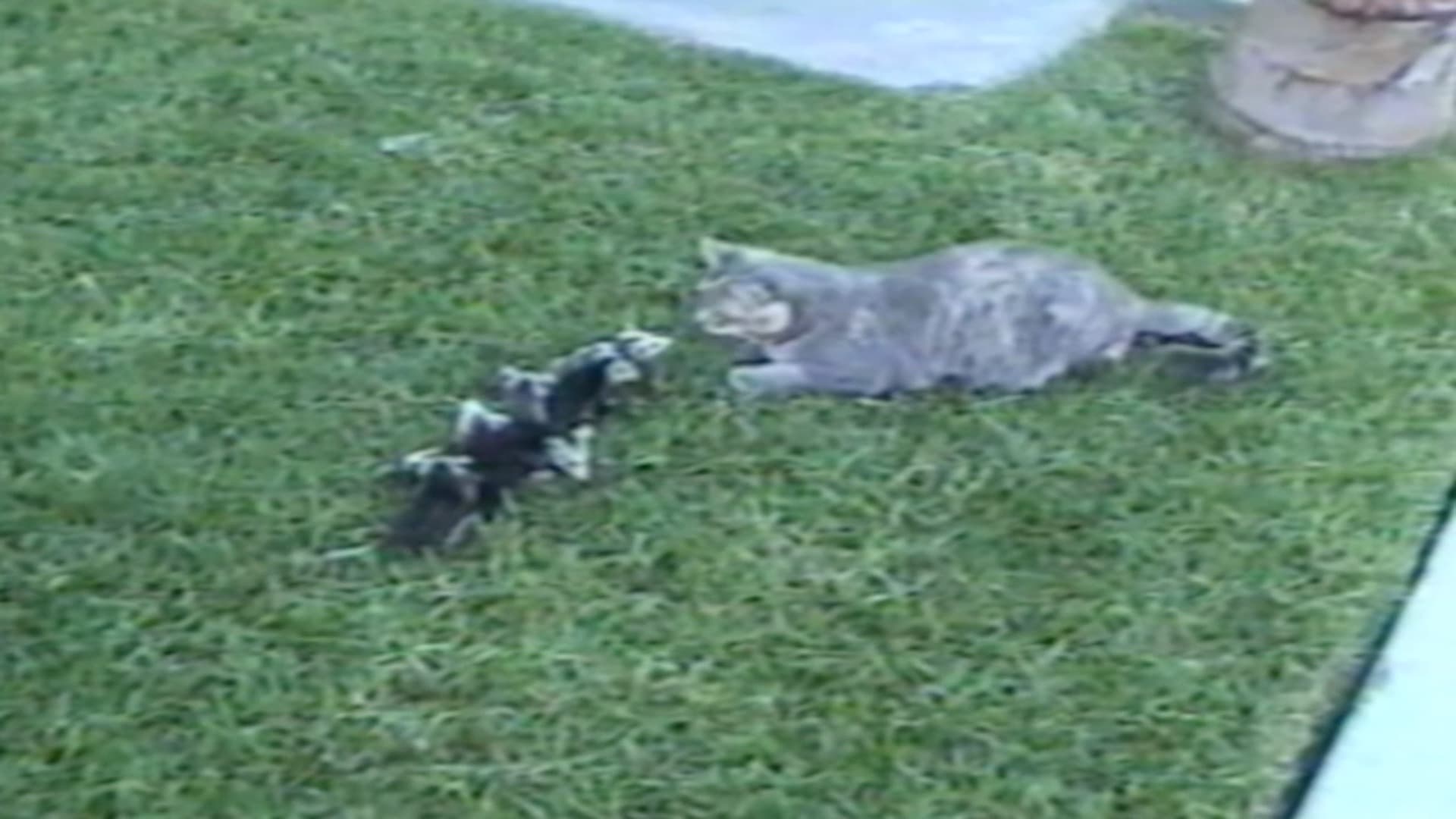 Episodio sin título