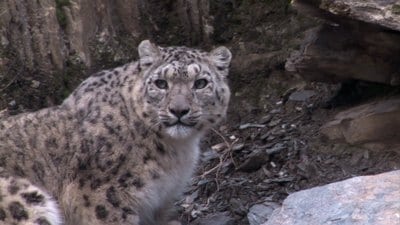 Snow Leopard: Beyond the Myth