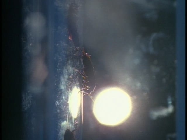 Behind the truth - War Of The Coprophages