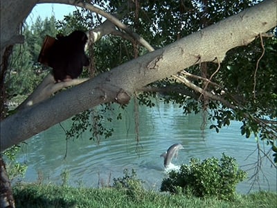 Flipper and the Elephant ()