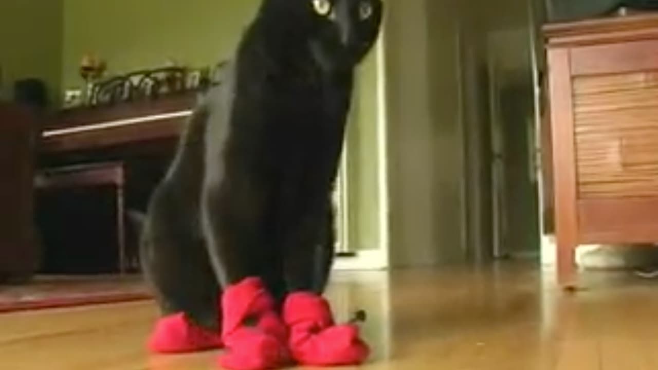 Kitten Mittens Endless Loop
