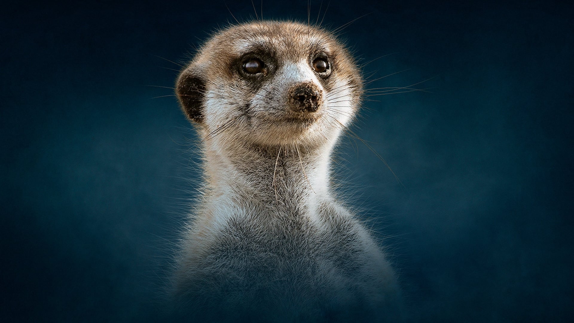 Meerkat: A Dynasties Special